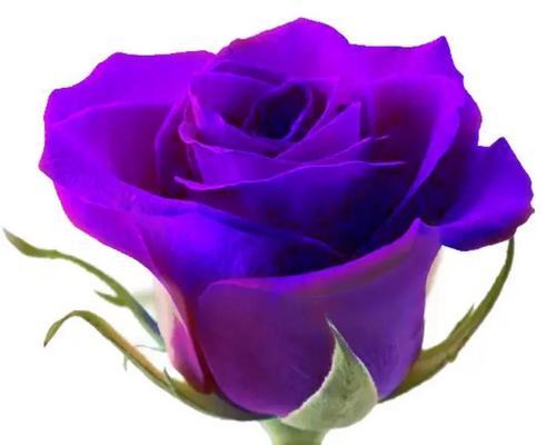 白玫瑰和黑玫瑰死亡象征什么？它们的花语有何不同？