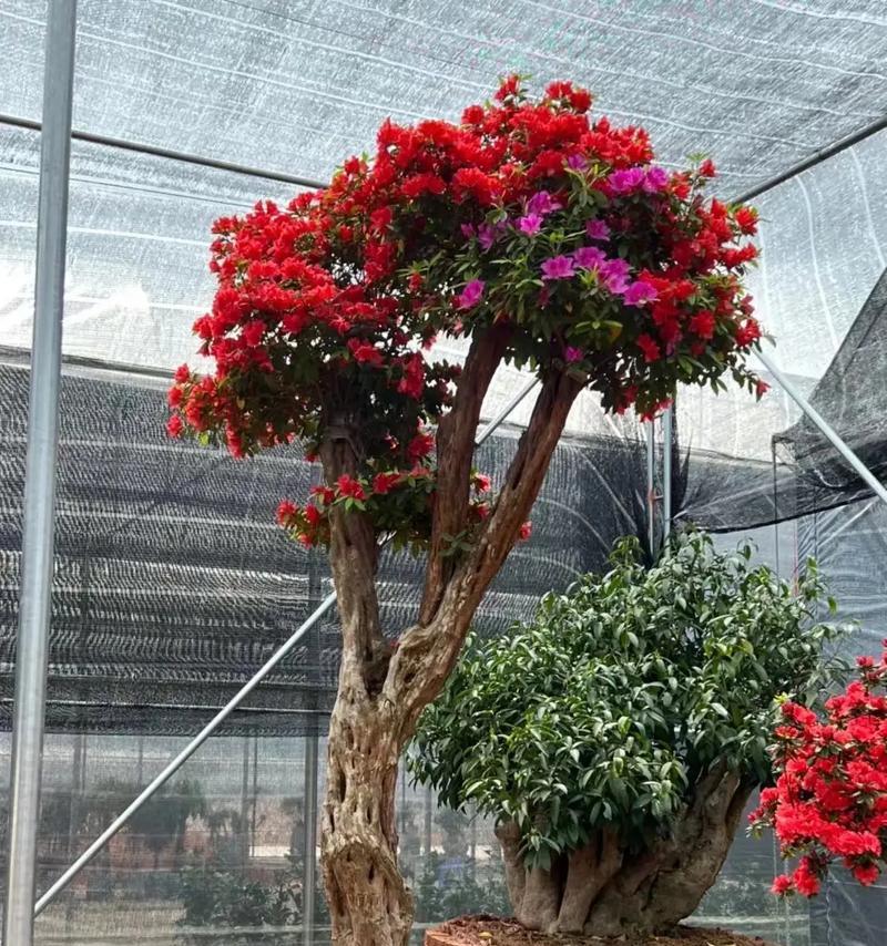 杜鹃姑娘植物怎么养？杜鹃姑娘植物的养护技巧是什么？
