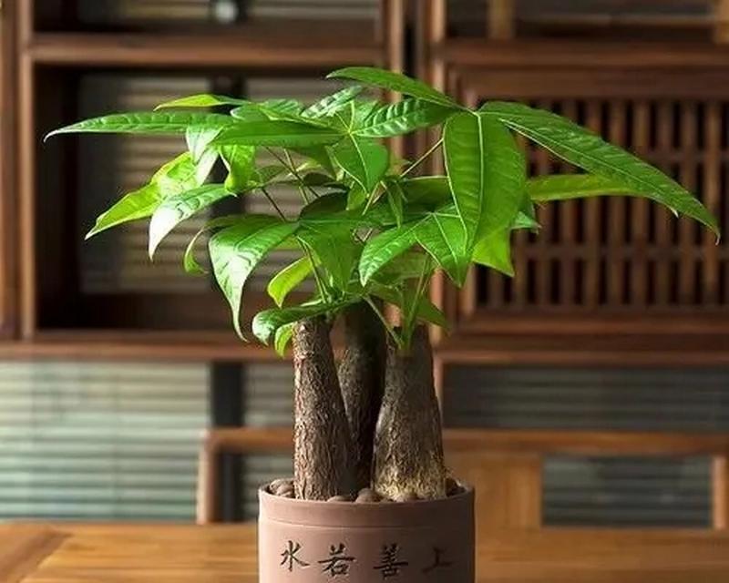 属鼠家里放什么植物好？风水上有哪些讲究？