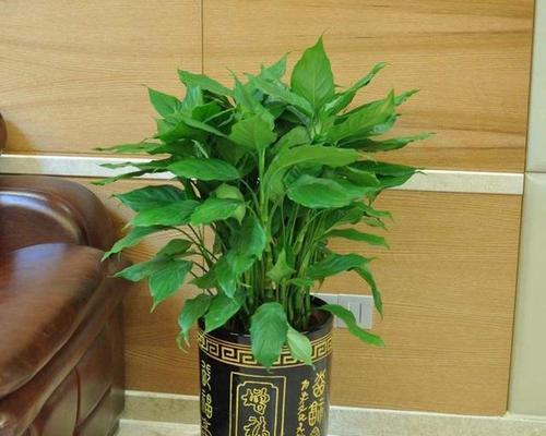 属鼠家里放什么植物好？风水上有哪些讲究？