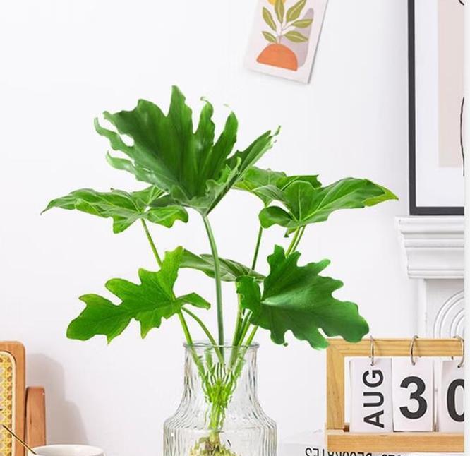 家庭水培植物有哪些选择？它们的养护要点是什么？