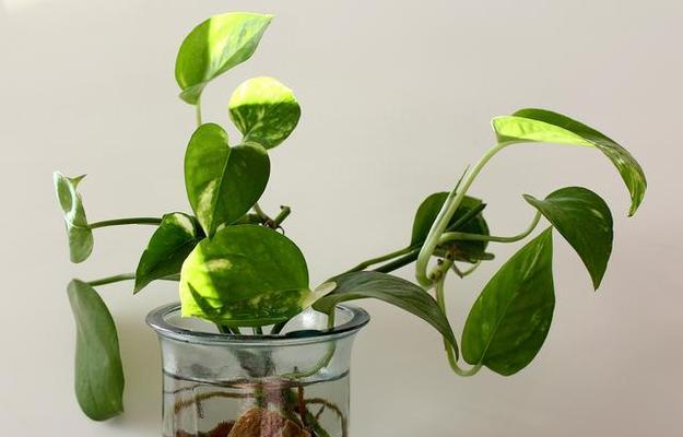 家庭水培植物有哪些选择？它们的养护要点是什么？