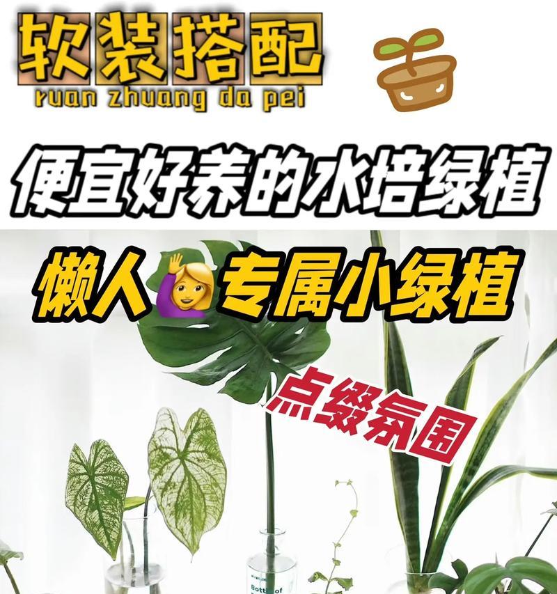 家庭水培植物有哪些选择？它们的养护要点是什么？