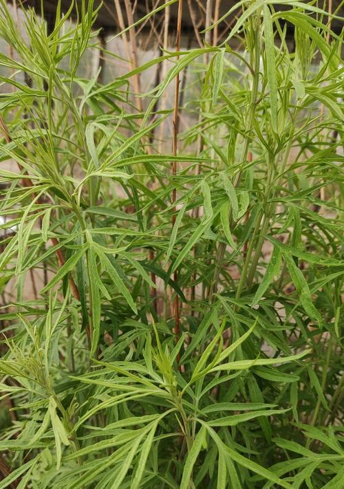 有哪些神奇的植物？它们有哪些独特之处？