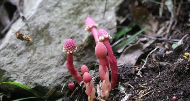 有哪些神奇的植物？它们有哪些独特之处？
