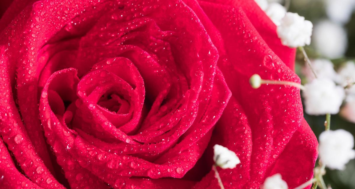 一朵玫瑰花在壁纸中象征着什么？壁纸中玫瑰花的含义是什么？