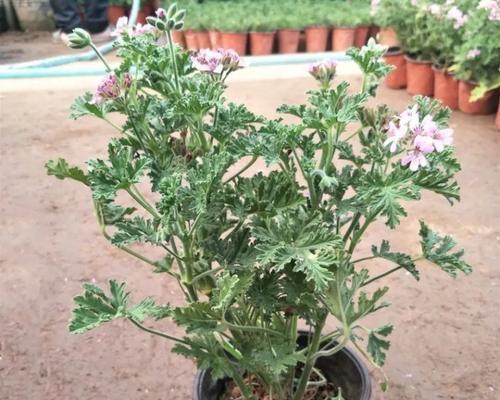小区里的植物有哪些？如何管理和维护这些植物？
