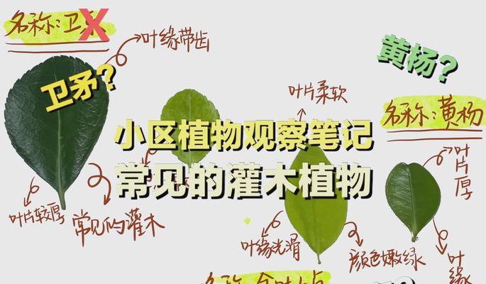 小区里的植物有哪些？如何管理和维护这些植物？