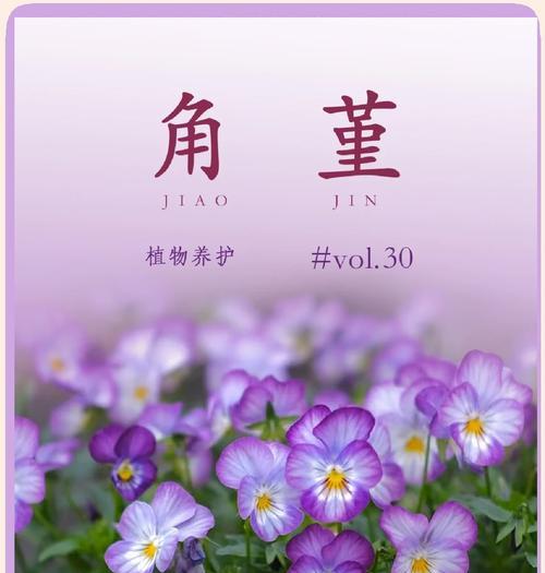 那些美丽的花卉有哪些？如何进行养护？