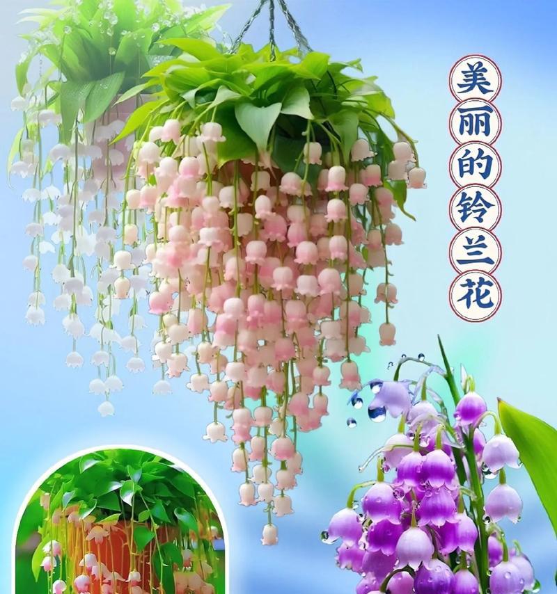 那些美丽的花卉有哪些？如何进行养护？