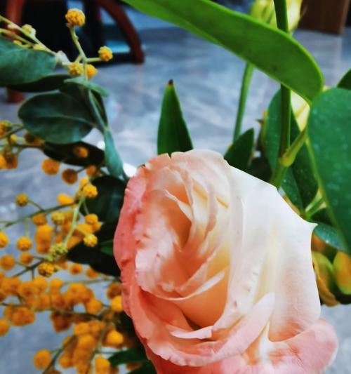 栽花有哪些花卉？它们的养护要点是什么？