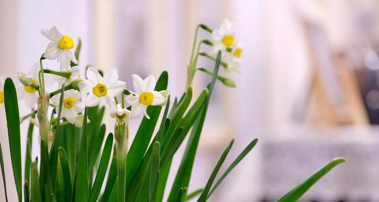栽花有哪些花卉？它们的养护要点是什么？