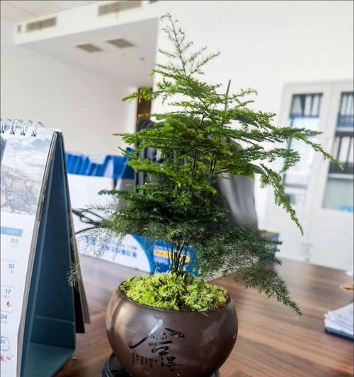 适合送给长辈的盆栽有哪些？