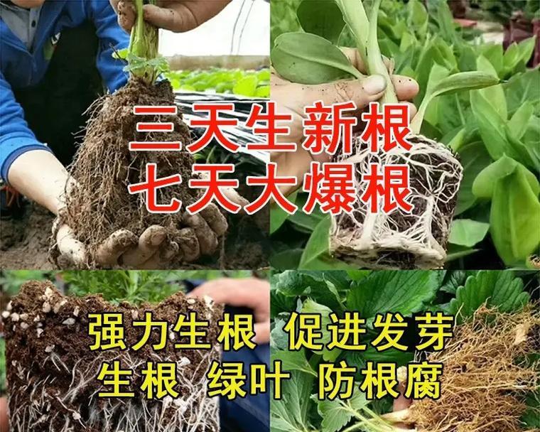 怎么让植物快速生根？有哪些促进植物生根的技巧？