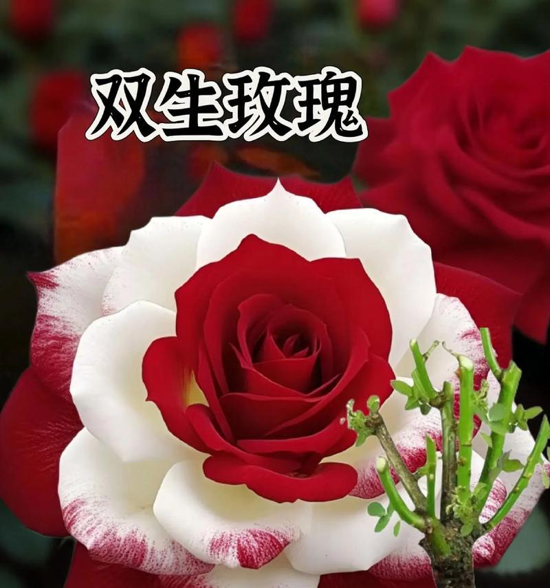 结婚门口是玫瑰花代表什么？结婚门口玫瑰花的寓意是什么？