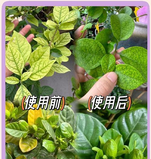 怎么让植物快速生根？有哪些促进植物生根的技巧？