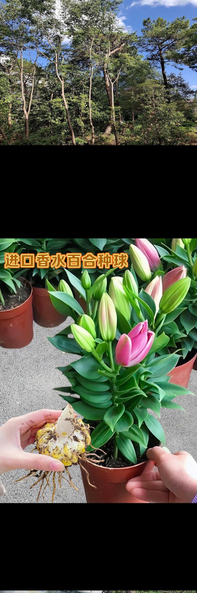 百合种球最佳种植时间是什么时候？种植过程中应注意什么？