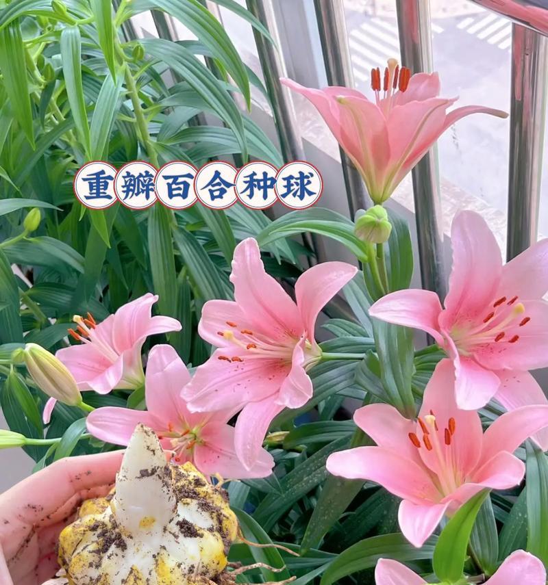 百合种球最佳种植时间是什么时候？种植过程中应注意什么？