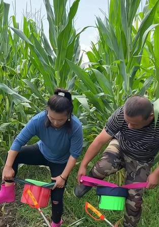 割水稻弯镰刀的用途是什么？这种工具的历史和文化意义是什么？