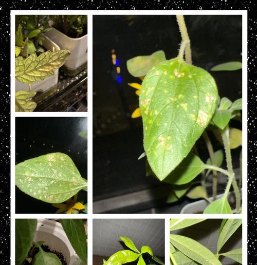 盆栽植物出现病害怎么办？