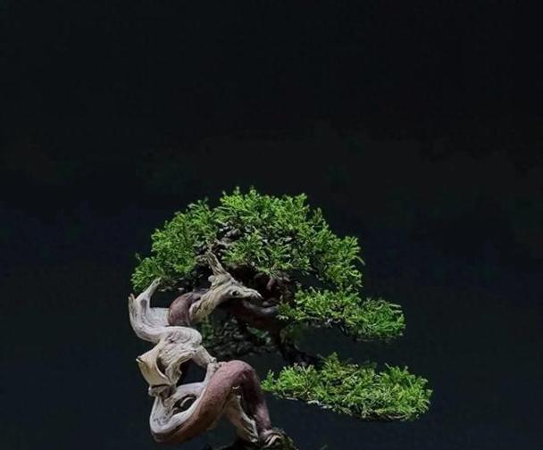 盆栽植物出现病害怎么办？
