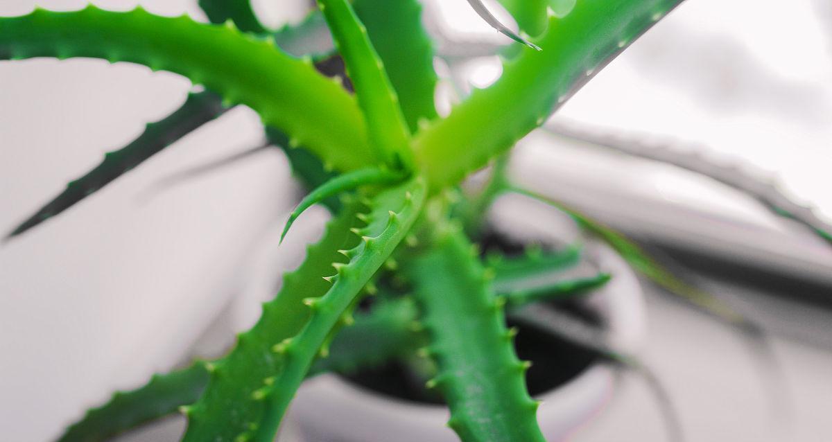细枝翻盖技术适用于哪些植物？如何正确使用细枝翻盖？