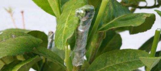 细枝翻盖技术适用于哪些植物？如何正确使用细枝翻盖？