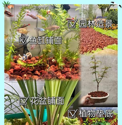 桌上多肉植物的养护技巧有哪些？如何防止桌上多肉植物徒长？