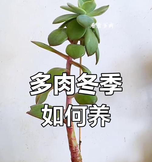桌上多肉植物的养护技巧有哪些？如何防止桌上多肉植物徒长？