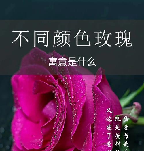 什么玫瑰花寓意有钱？哪种颜色的玫瑰象征财富？
