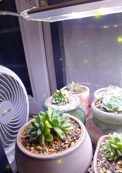 桌上多肉植物的养护技巧有哪些？如何防止桌上多肉植物徒长？
