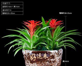 花卉绿植4件套包含哪些植物？
