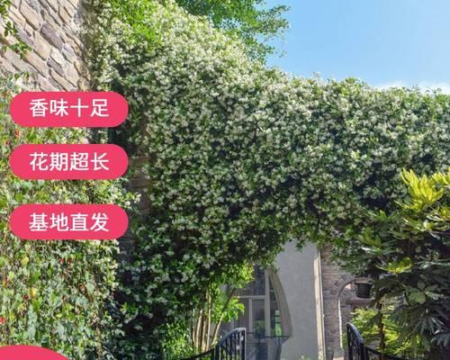 花卉绿植4件套包含哪些植物？