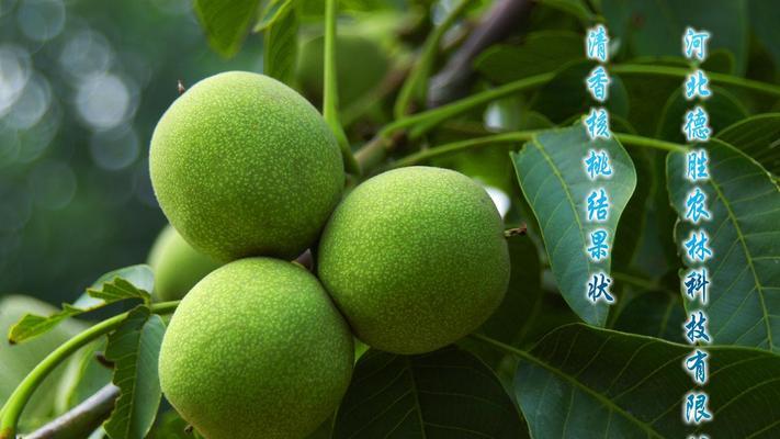 核桃树嫁接后管理方法是什么？