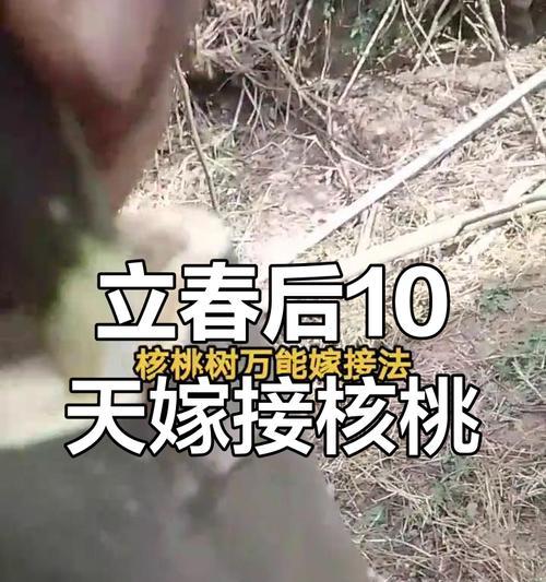 核桃树嫁接后管理方法是什么？