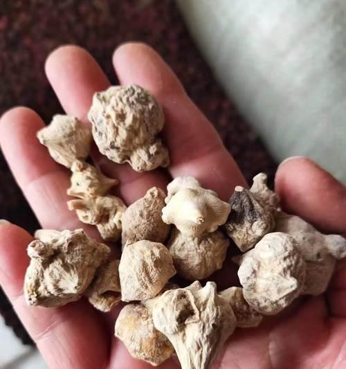 类似手参植物的植物叫什么？如何区分手参和其他植物？