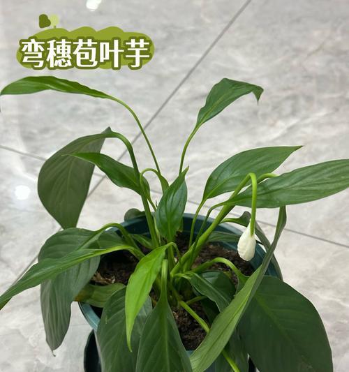 像芋头叶子的植物叫什么？这种植物有哪些特性？