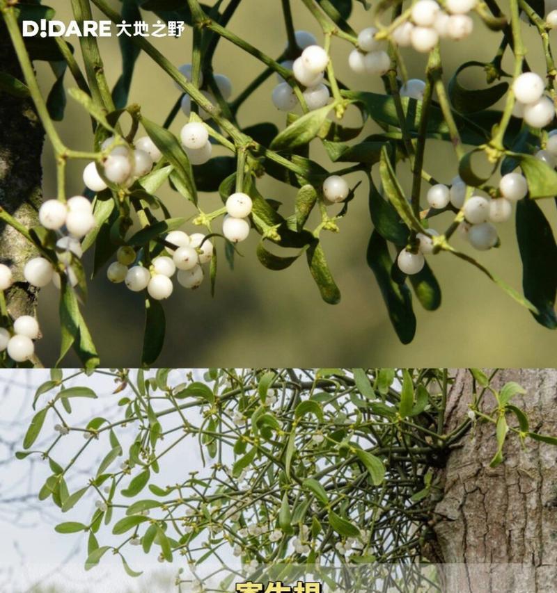 植物长什么样子？如何识别不同种类的植物？