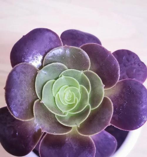 植物长什么样子？如何识别不同种类的植物？