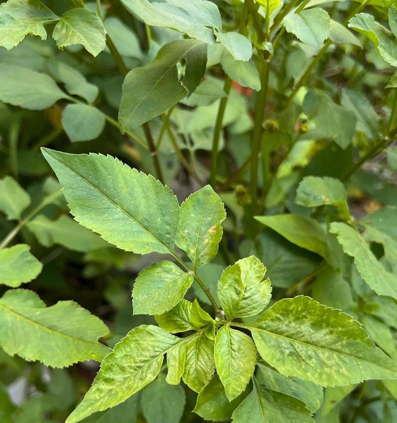植物长什么样子？如何识别不同种类的植物？