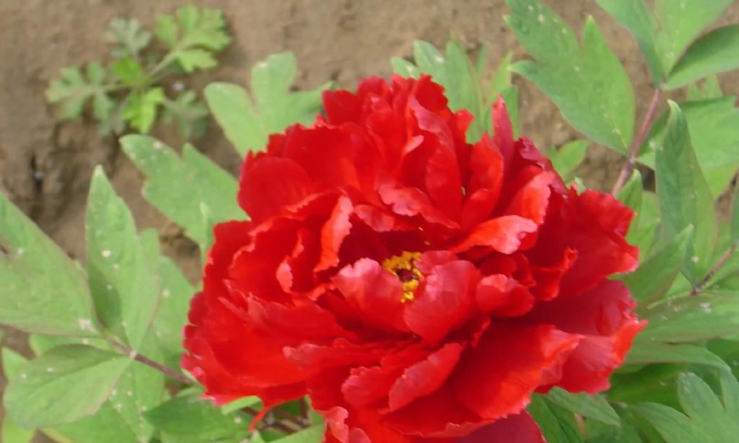 花开满苑的花卉有哪些种类？它们各自有什么特点？