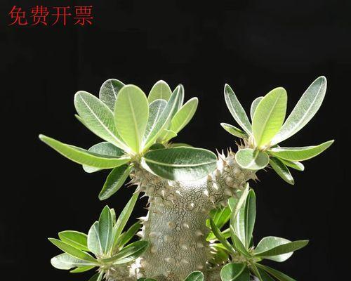 盆栽侧枝是什么意思啊？如何正确处理盆栽侧枝？