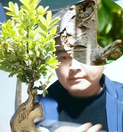 盆栽侧枝是什么意思啊？如何正确处理盆栽侧枝？