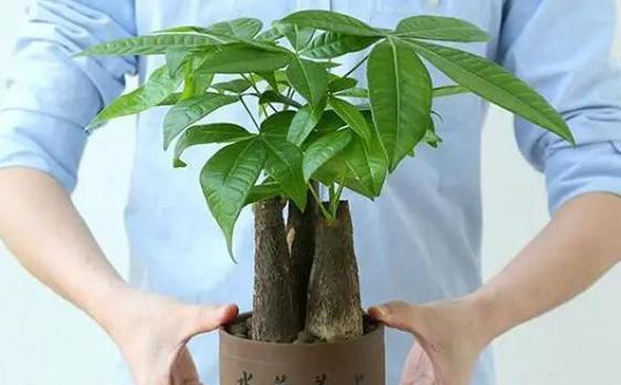 盆栽侧枝是什么意思啊？如何正确处理盆栽侧枝？