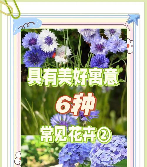 搬家时女生最适合收到哪种花卉？它们各自有什么寓意？