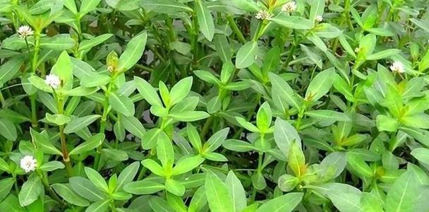 大海飞燕植物的特点是什么？它们在自然界中扮演什么角色？