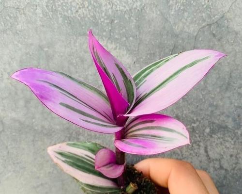 结婚时送哪种盆栽最合适？