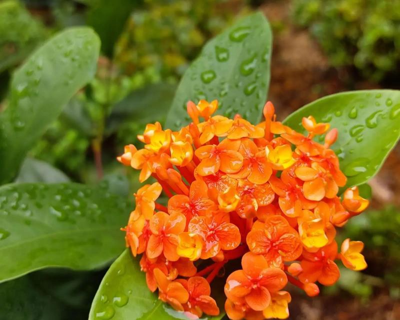 针状类的花卉有哪些特点？如何养护？