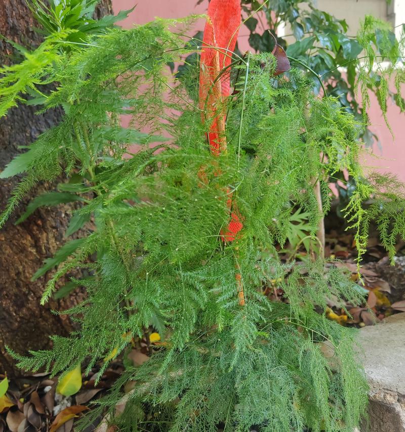 针状类的花卉有哪些特点？如何养护？