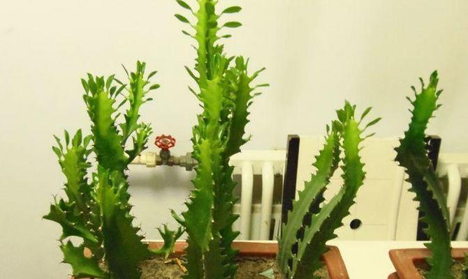 有哪些植物被认为可以防小人？它们的寓意和作用是什么？